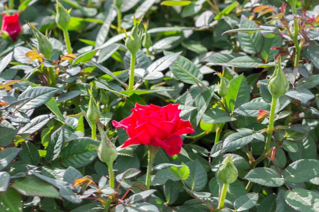 Фото В Новосибирске увеличат производство роз 4